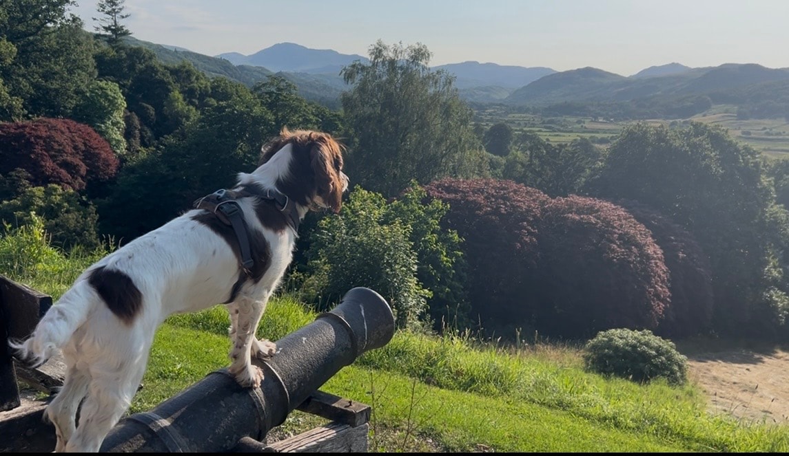 Positive reinforcement dog training in action