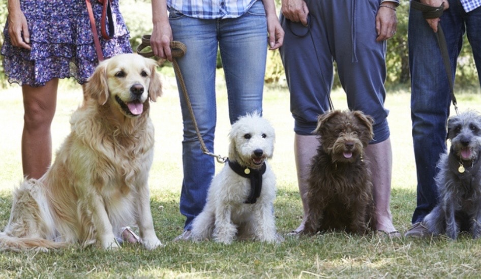 Small group dog training class at Ford Park Ulverston